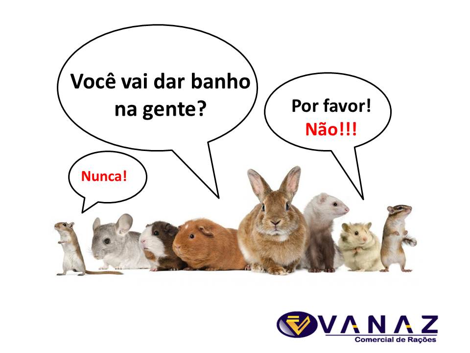 Por que não se dá banho em coelho?