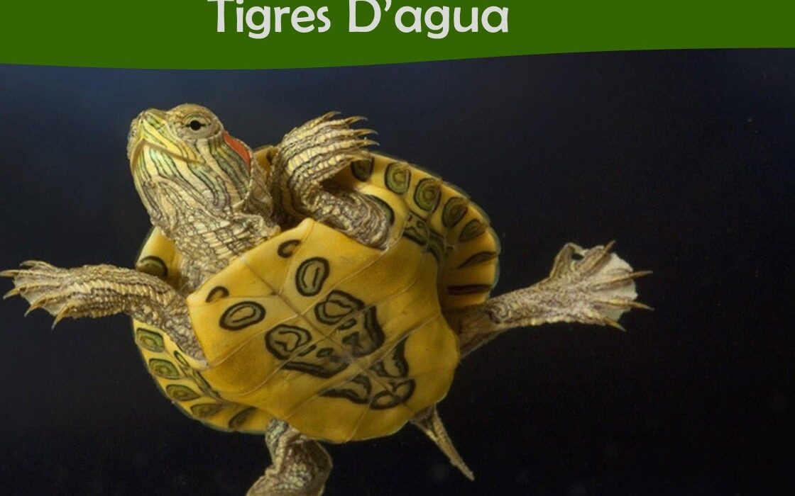 tigres d´água